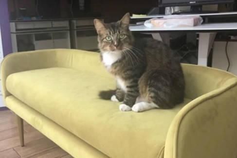 心疼|猫咪每天往门前一坐,就得到众人争相塞钱,原因让主人感动心疼