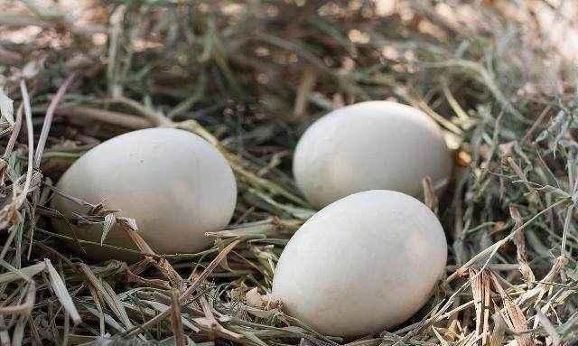  胆固醇|草鸡蛋营养价值并不比饲料蛋高，为什么价钱这么贵？