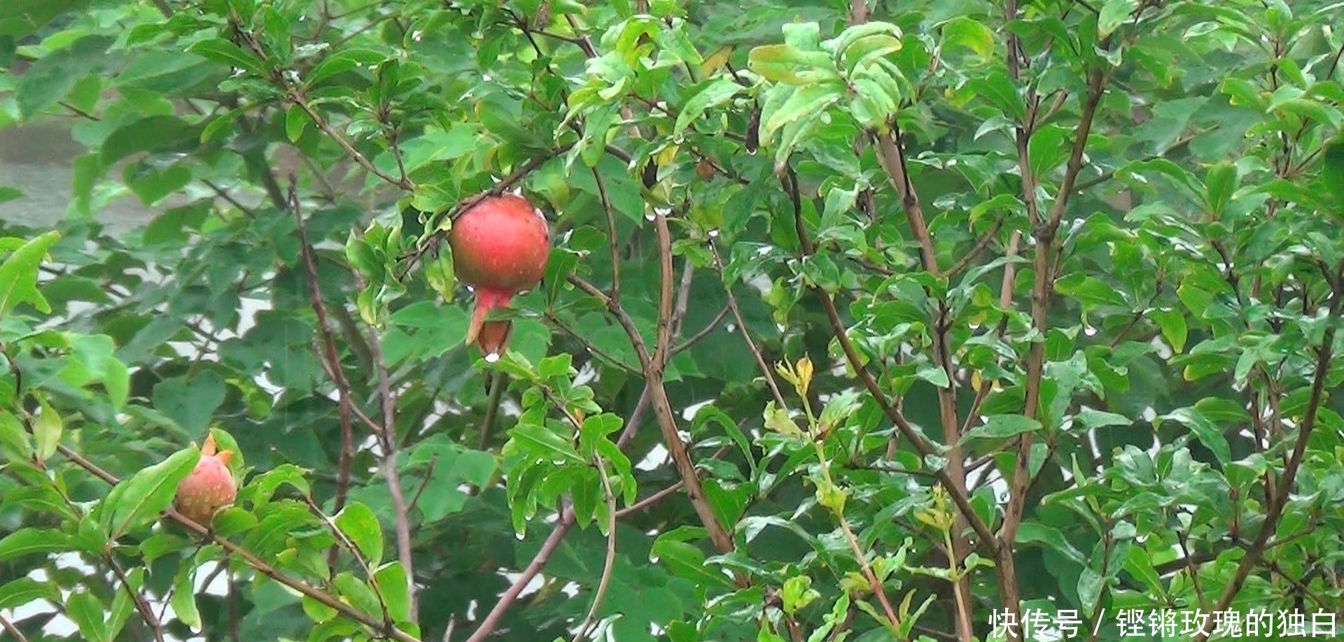 八中|马鞍山八中74届高中女生模特团:南京江宁竹庄生态园雨中走秀(音乐相册)