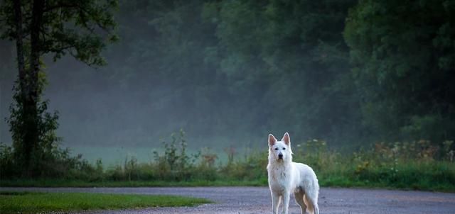 人类|冷知识：狗能看见鬼吗？狗在什么情况下能“看见”鬼？