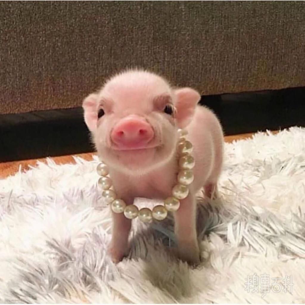  食用|今日份甜～加冰食用口感更佳