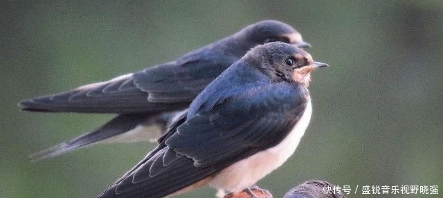 辈出|“宅子出现三喜,家中能人辈出”,这3喜究竟是什么,准不准?