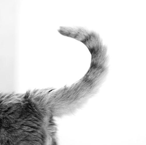 为啥|拽猫尾巴真的会“拉稀”吗?为啥阴天猫咪爱洗脸?了解下猫的感官