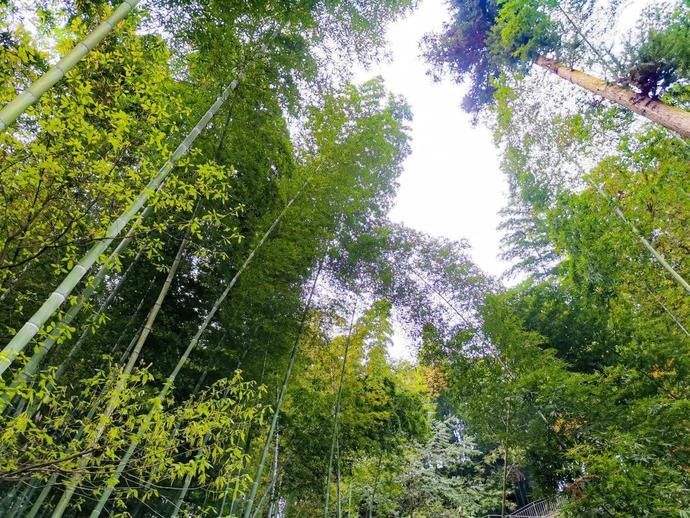  张家沟|阅读雨城丨寻茶张家沟