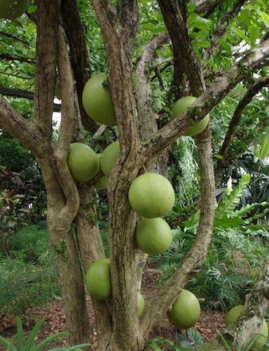 哪种|水果界的“李佳琦”,吃遍3000多种水果,哪种最好吃