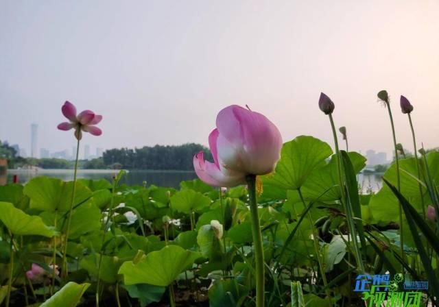  时代|iQOO Z1x评测：5000mAh超大电池，5G时代的续航小钢炮