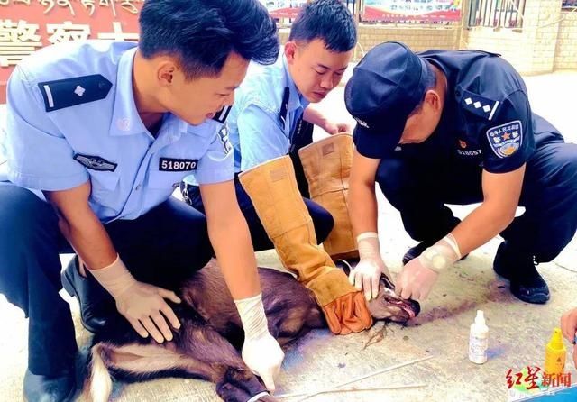  动物|国家“三有”保护动物毛冠鹿误闯农家院受伤 森警秒变医生及时救治