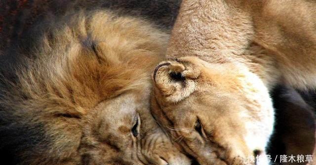 拿破仑|拿破仑说“中国是一只沉睡的雄狮”,下一句不是好话,别被骗了!