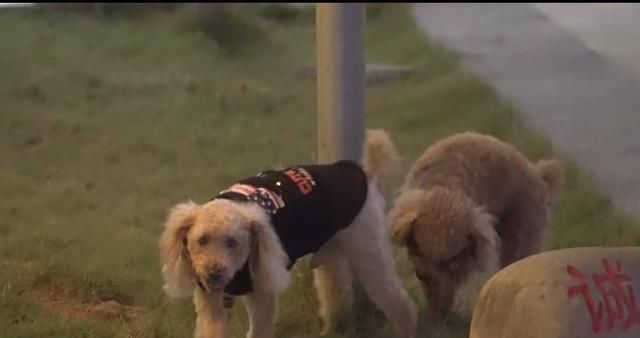  事件|夏季动物伤人事件高发 市民需注意