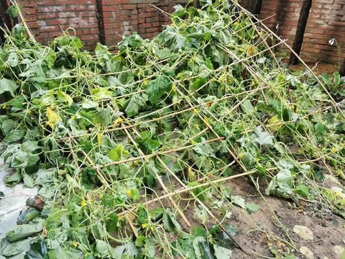 更胜一筹|谢霆锋的厨艺,黄磊的厨艺,谁的手艺更胜一筹?