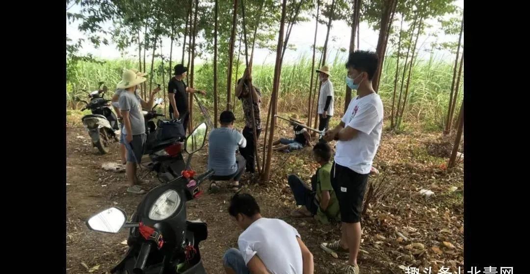  西乡塘公安分局禁毒|甘蔗地里上演惊险追击战！结局是......