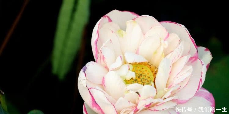 一飞冲天|8月开始财运一飞冲天,运势达高峰,福气转旺的四大生肖