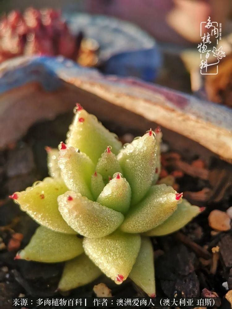 血放|多肉让你把血放，文玩掏空你家当，你要在哪个坑里乘风破浪？