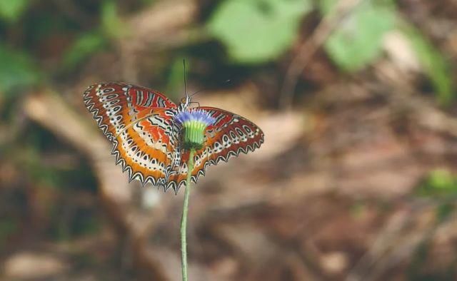 生长|云之南，一个生生不息、万物生长的地方