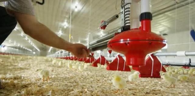  心疼|炸鸡店从不断货，这么多“鸡翅”哪来的？看完答案后：心疼小鸡！