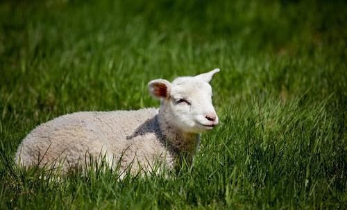 时生属羊人|属羊人出生在这几个时辰，菩萨宠爱、十人九富，一生有财！