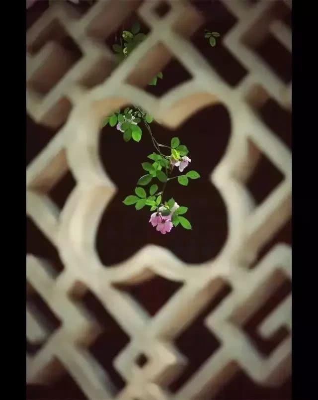  花园|有庭院的人，一定会懂生活