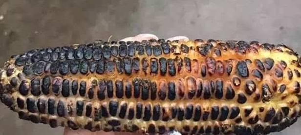  玉米地|东明老家玉米地里看到的一幕，令人......