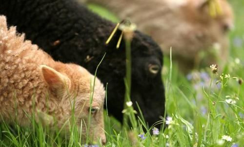 时生属羊人|属羊人出生在这几个时辰，菩萨宠爱、十人九富，一生有财！