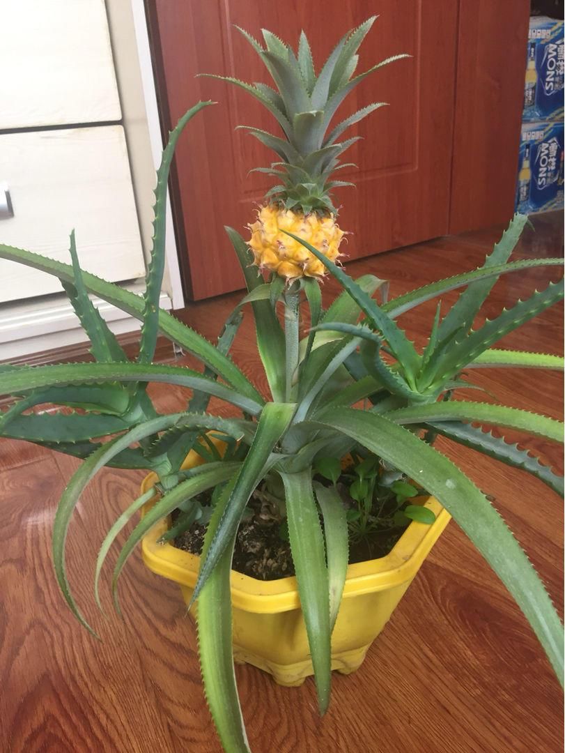 从头到脚|菠萝是个“宝”,从头到脚全有用,扔掉就是浪费