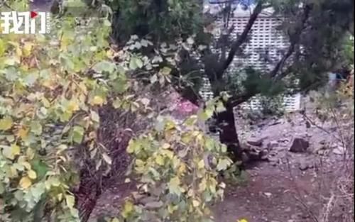 孩子|熊父母养出熊孩子！有的孩子是孩子，有的孩子就是恶魔