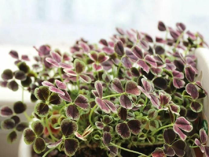 变异|这花被人工培育了，叶子变异后，可以这么美！