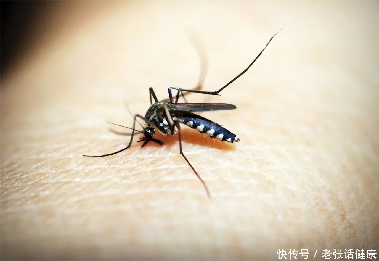 家有蚊子不用愁教你驱蚊小妙招(秋后的蚊子“猛如虎”！这些驱蚊小妙招，不妨试试)