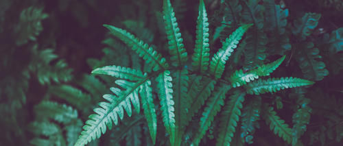  当做|这道菜农村的人喂猪吃，城里的人却当做宝，多吃对身体好处多多