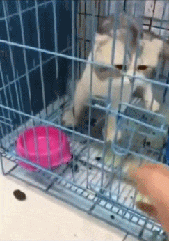 搞笑|搞笑GIF:铁蛋,你又调皮了!