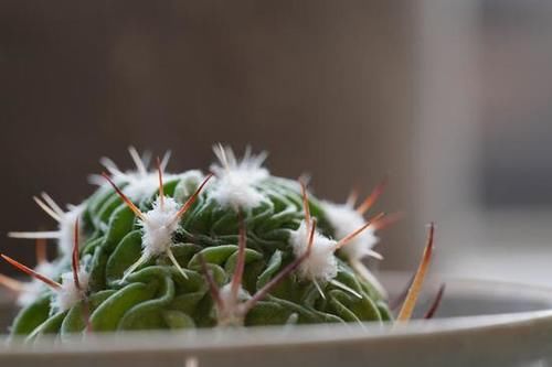  MACRO|“经典”的长焦微距 适马105mm F2.8 DG DN MACRO | Art评测