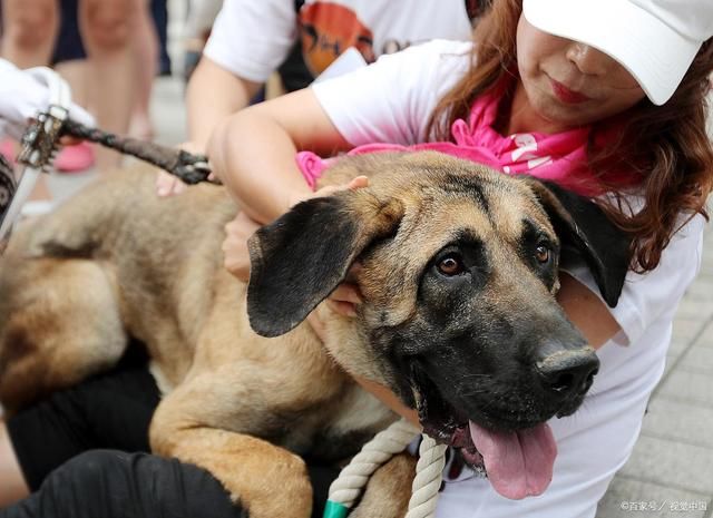  严厉|大学生虐猫、虐狗，手段残忍，道个歉就可以了?这种人心理健康吗