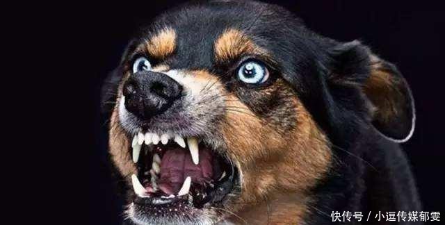  古人|大过年的被狗咬了怎么办？古人：我们没疫苗，有一办法残忍而有效