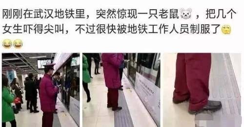 地铁环境|有大老鼠！西安地铁三号线站台惊现“杰瑞”有乘客被吓得尖叫