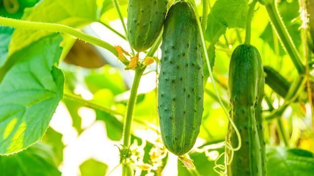 黄瓜|温室越冬黄瓜栽培技术,掌握分段管理经验,有效提高黄瓜的生长
