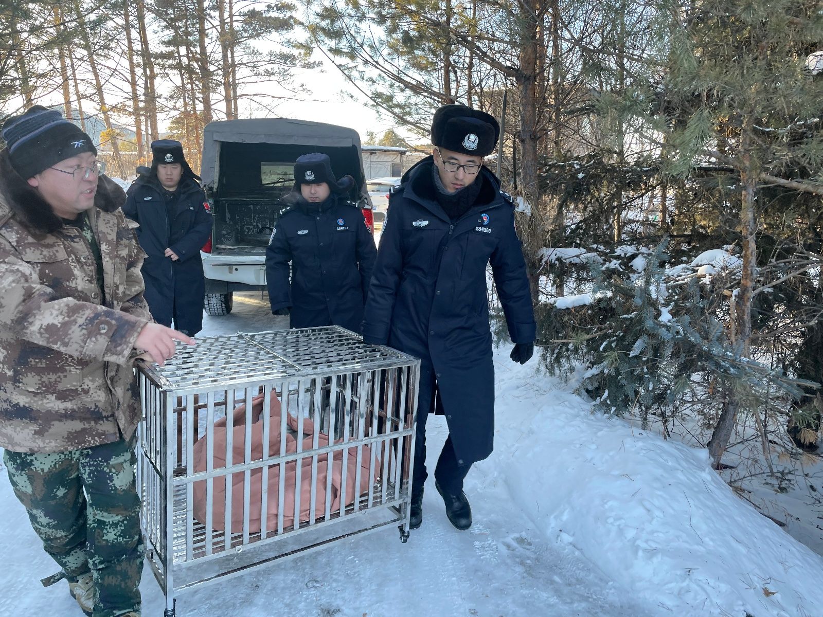 野生动物猞狸误闯居民区，北极边境派出所联合林业局积极救助