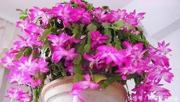 种花|聪明人都养4种花,沾土就能活,开花就爆盆,不易生病好养护