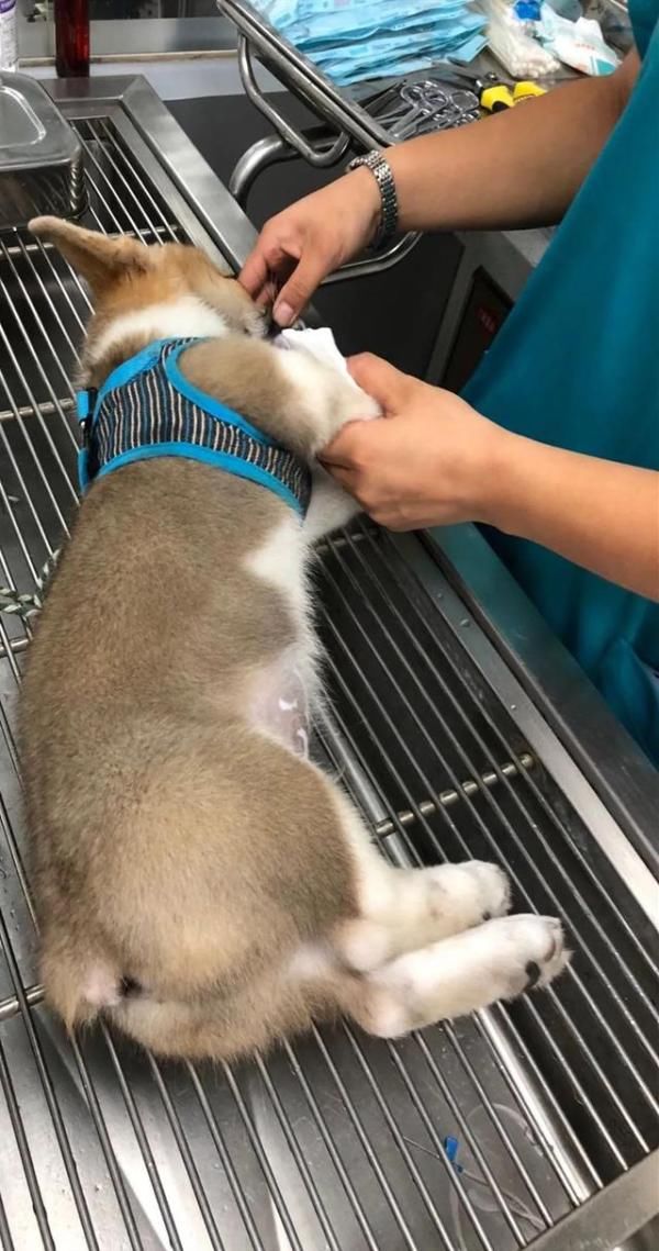  小区|娇娇直播：小区地上喷毒液？已毒死七条狗！背后有啥隐情？