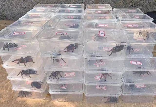 野生动物|这家粉丝300万，年销售额1000多万的“网店”竟然凉了……