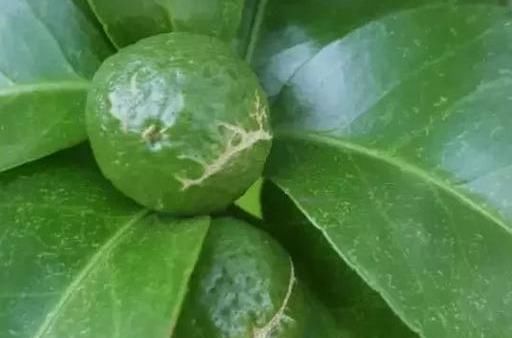 解决|多种病虫害可导致柑橘花皮果，一次讲明白！并附上详细解决措施