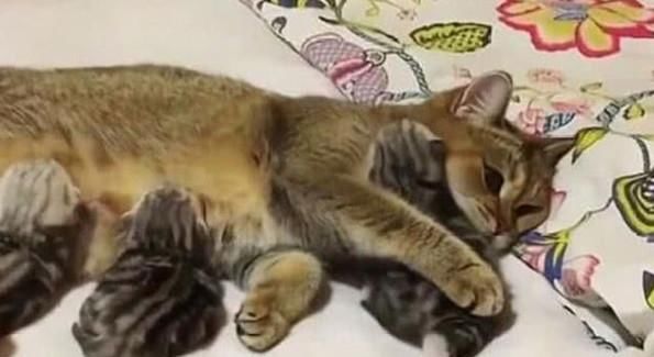 心塞|猫咪产下一窝小崽,主人激动伸手去触摸,猫咪的反应让主人心塞