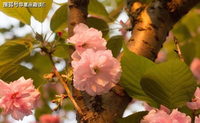  脱颖而出|在8月下旬，逆流而上，破茧成蝶，脱颖而出的三大星座