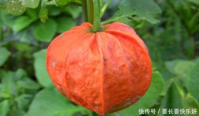 明明|明明是中国水果,被老外“改头换面”后,就价格翻倍,在中国热销