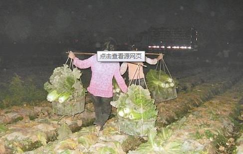 一家人|一家人组团偷菜,67岁老母亲带女儿女婿潜入他人菜地,凌晨作案早市销赃