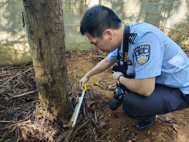  团伙|偷猪变抢猪，70头种猪连夜运走，这个盗窃团伙太嚣张了…