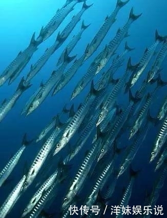 海鲜|海鲜大全, 你能认出多少