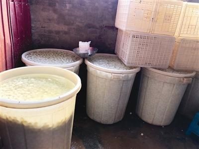  保护|废墟打掩护 大狗做保护 看着这么恶心吃着怎能放心