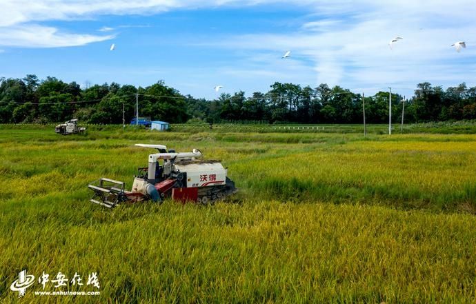  庐江|安徽庐江：水退人进 灾后自救【组图】