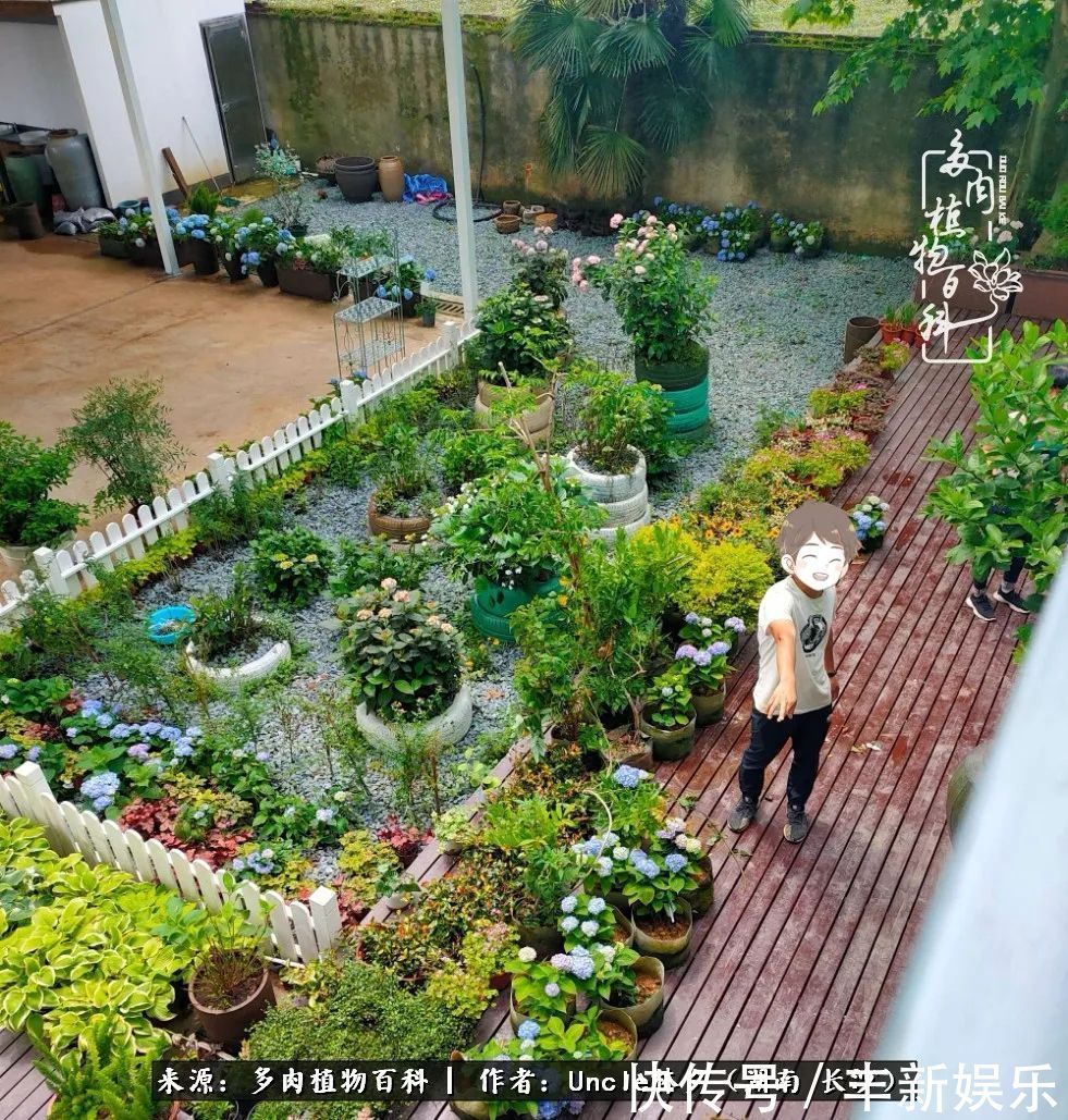  泡一壶|多肉庭院慢生活种一片多肉，喝一杯果酒，泡一壶清茶！