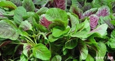 比肉|夏天农村几种适合凉拌包饺子的野菜,比肉还要香,吃过的人全说好