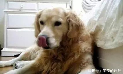 家里|母亲出去买菜，将孩子与狗子留在家中，回来发现狗子满嘴“血”